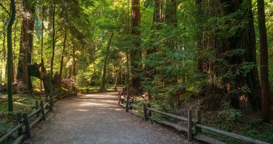 Top Attractions in Santa Cruz: Beaches, Boardwalks & Coastal Adventures